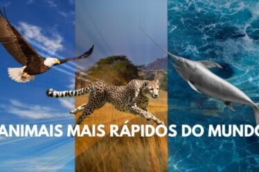 Os Animais Mais Velozes do Mundo