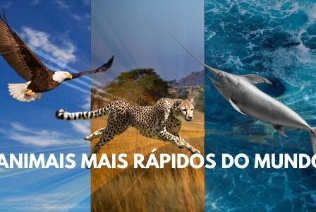 Os Animais Mais Velozes do Mundo